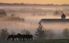 Horses