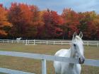 Horses