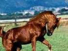 Horses