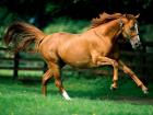 Horses