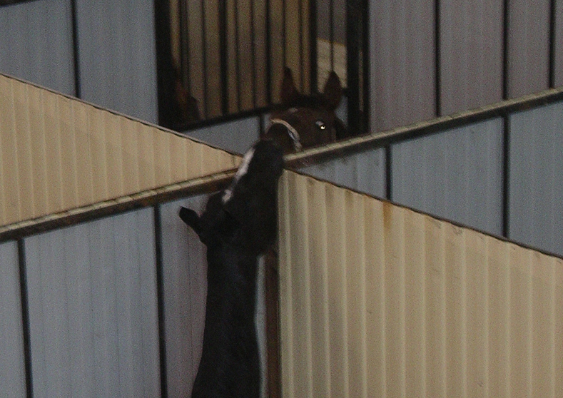  2007 