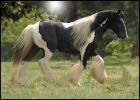 borsh25