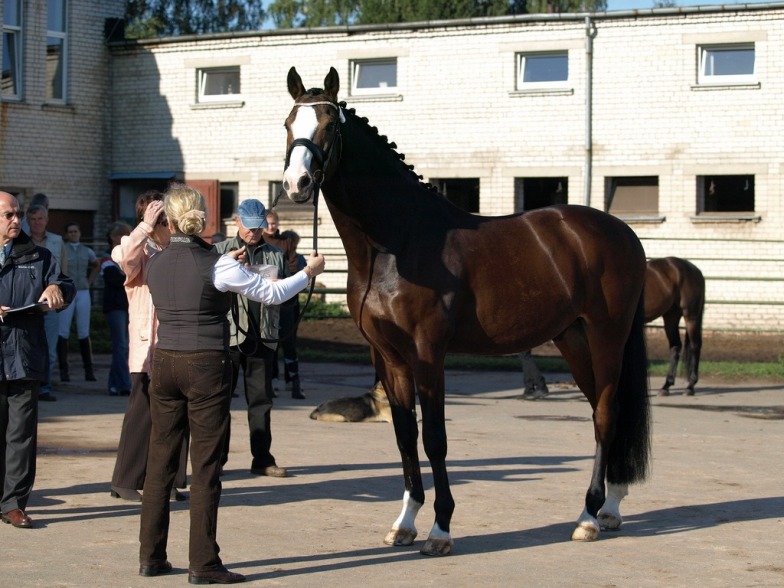 SIR LANCELOT